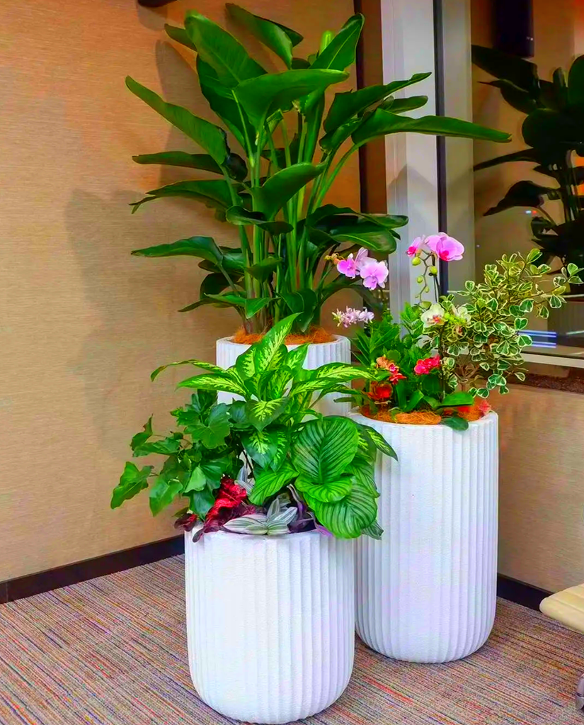 天堂鸟+青苹果竹芋造景