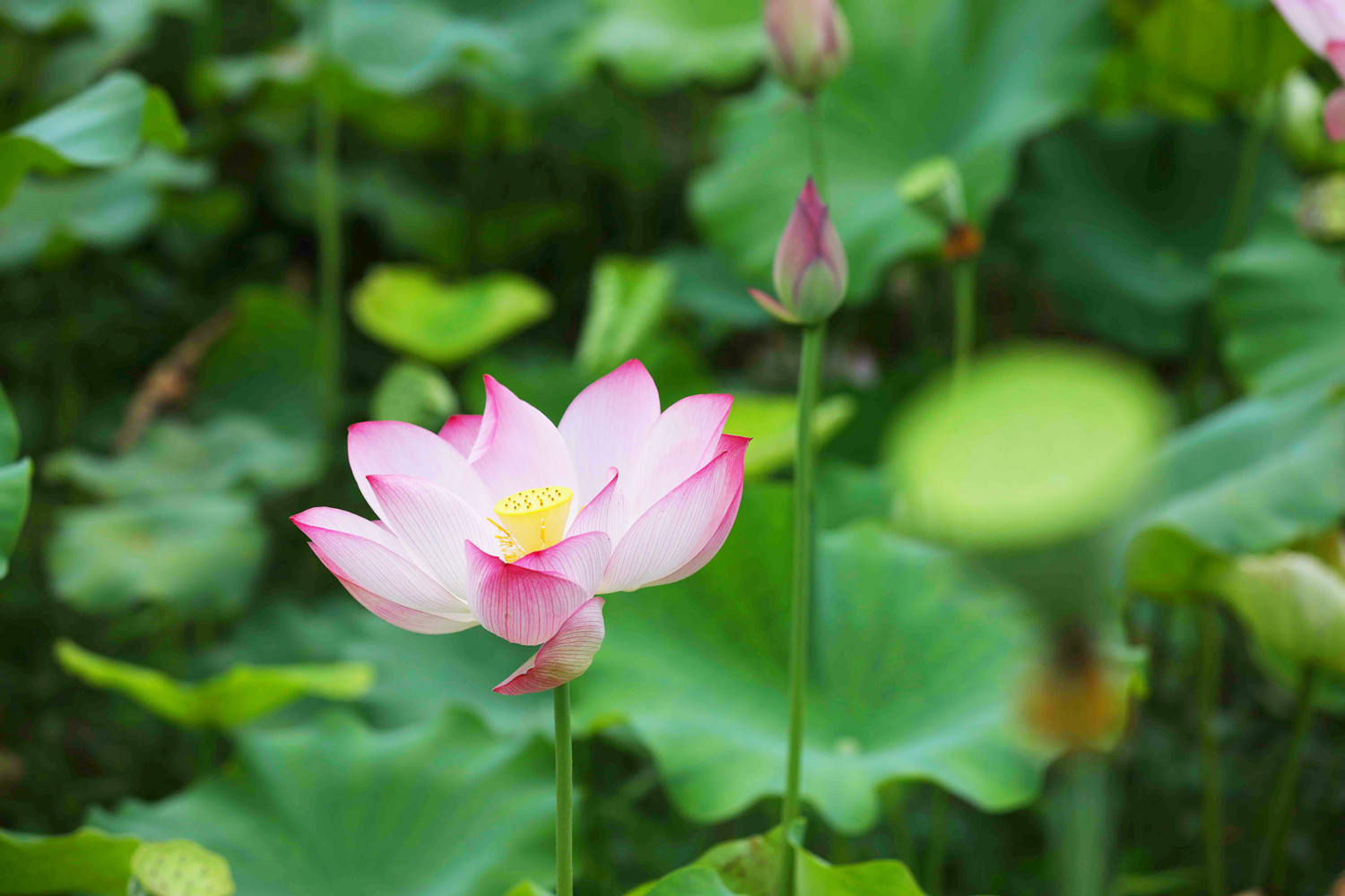 家里养荷花风水禁忌