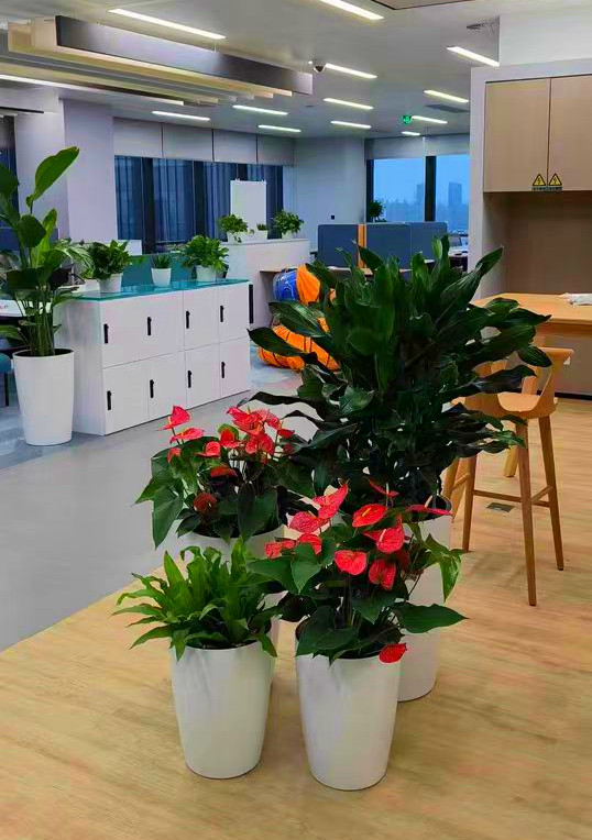 办公室绿植租赁案例