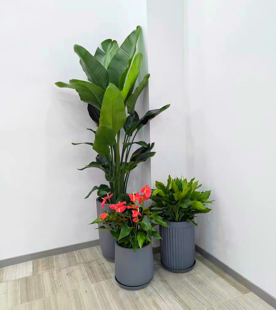 办公室绿植租赁案例