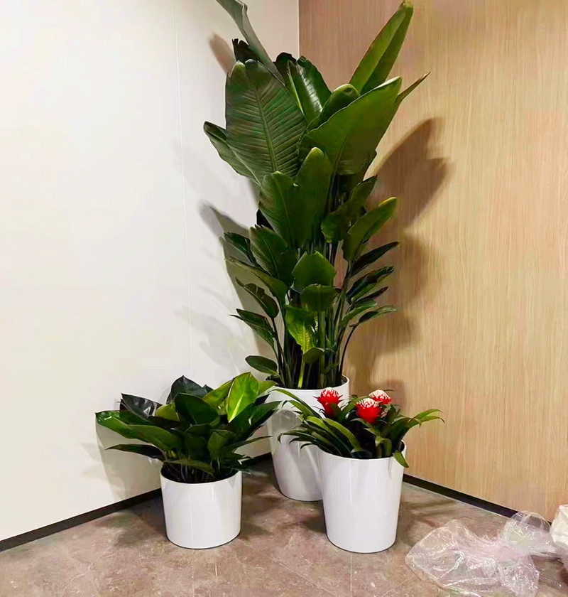 办公室绿植租赁案例
