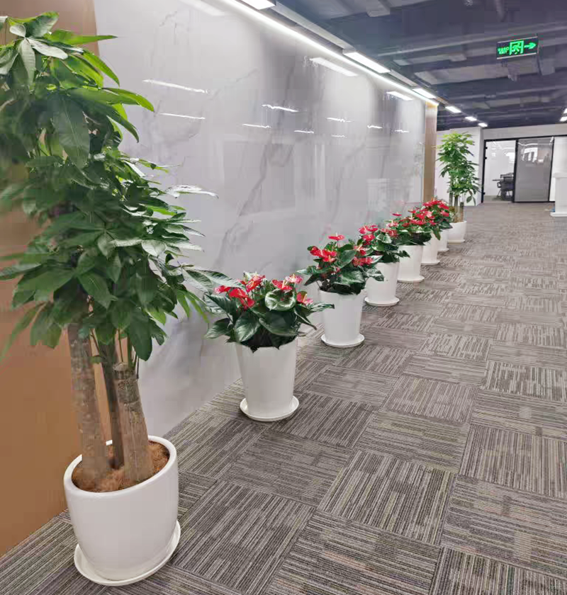 办公室绿植租赁案例