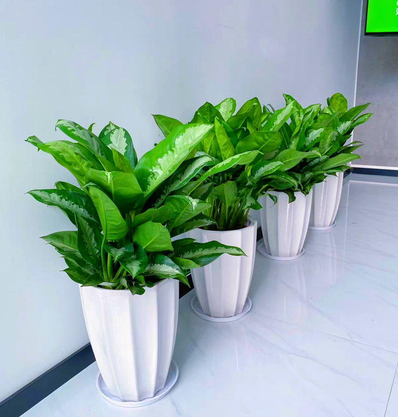 办公室绿植租赁案例