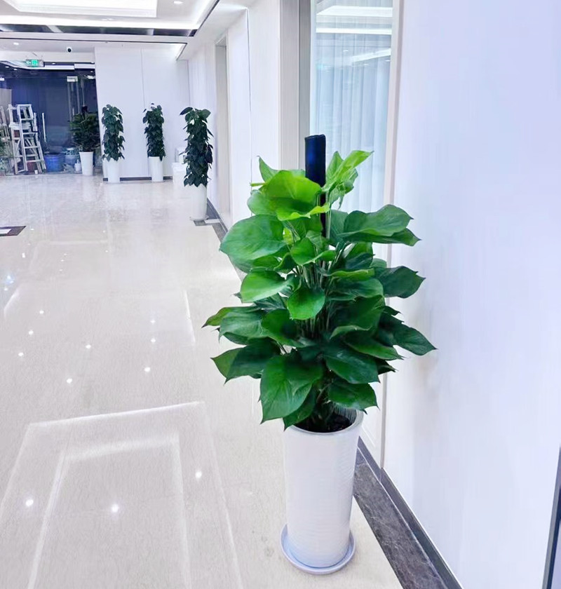 办公室绿植租赁案例