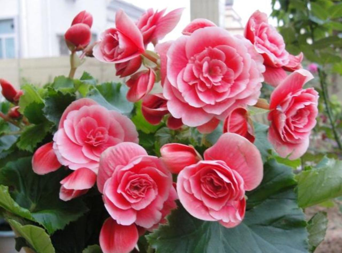 玫瑰海棠冬季怎么养？