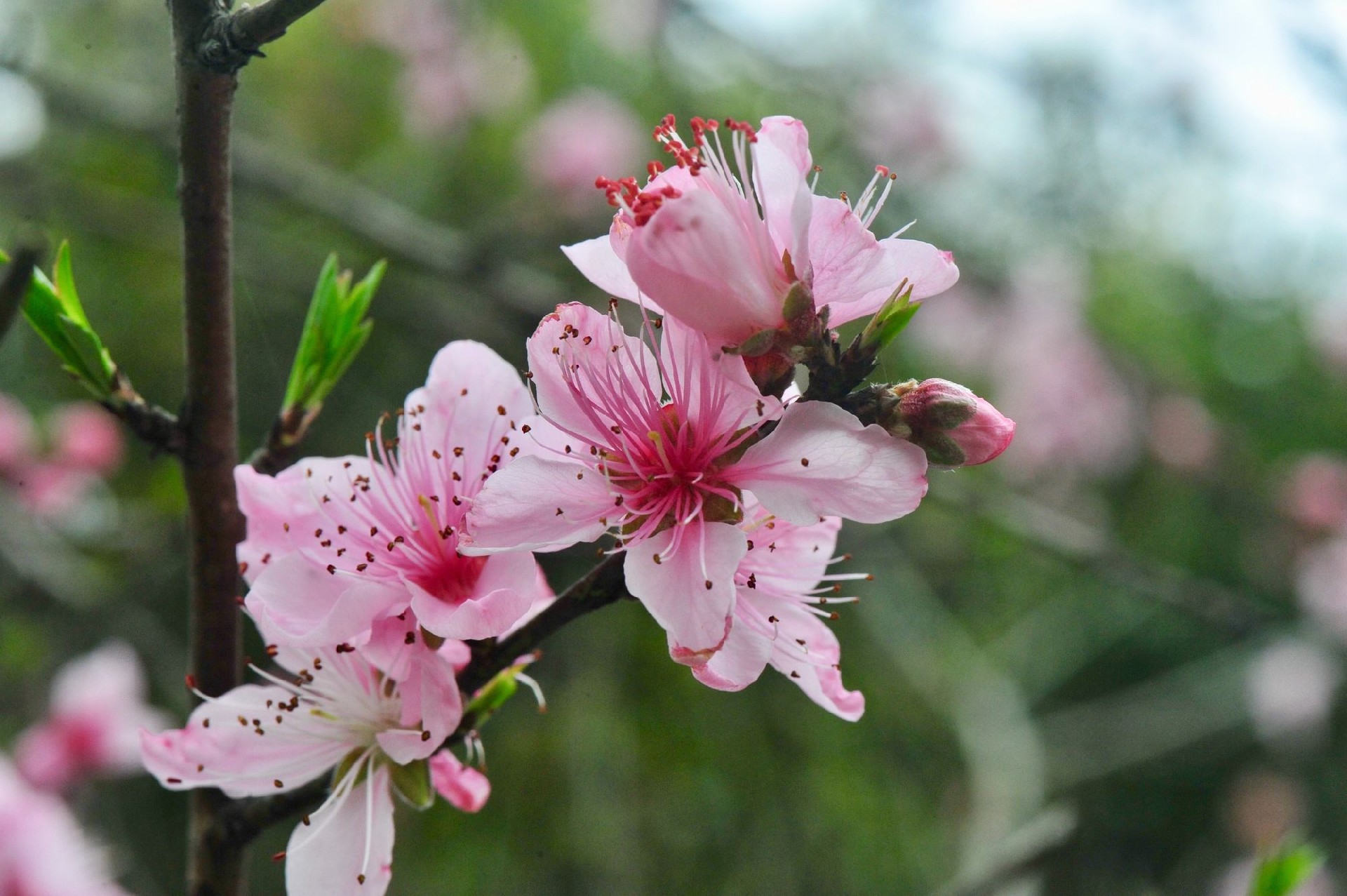 桃花盆栽怎么养？