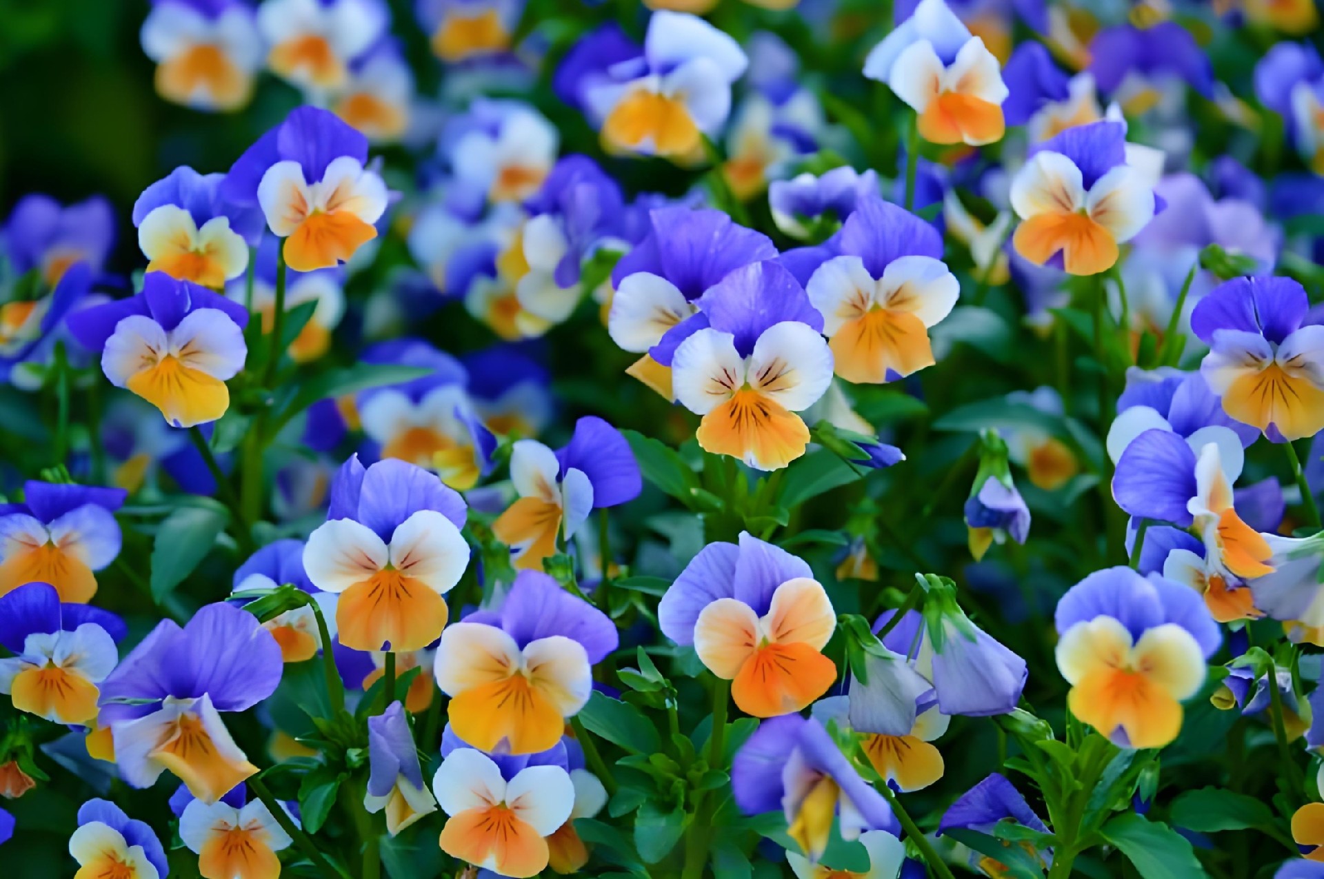 蝴蝶花
