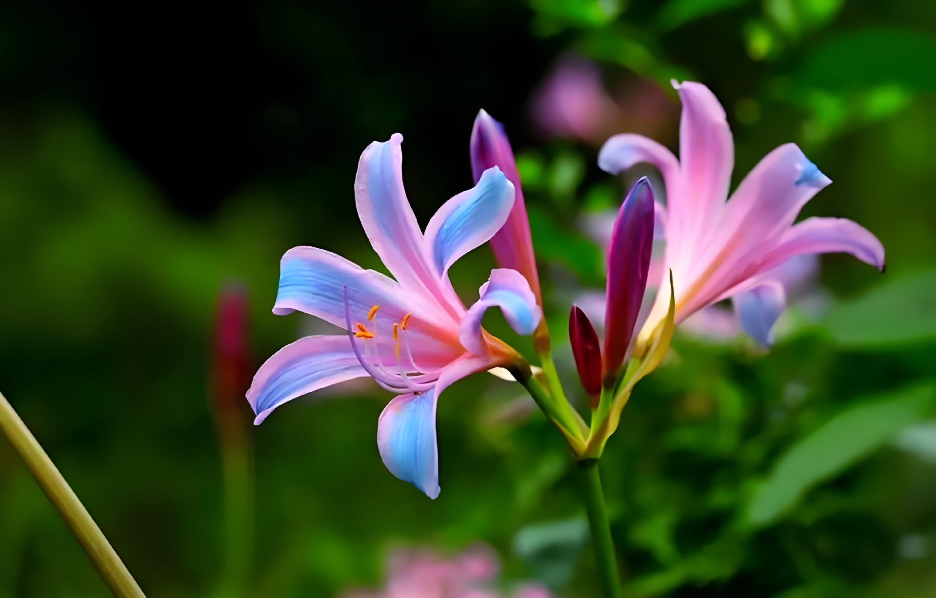 换锦花
